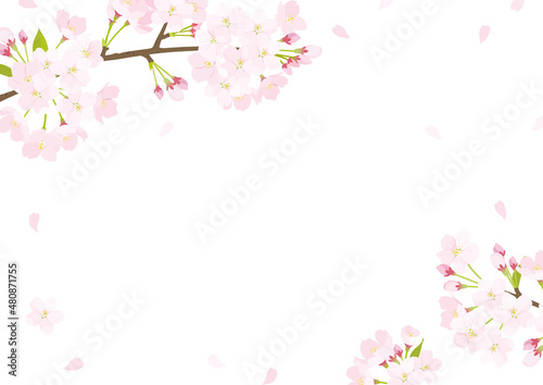 桜　背景イラスト