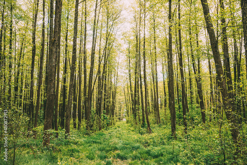 Fototapeta Naklejka Na Ścianę i Meble -  Fresh Spring Green Leaves Lush In Deciduous Forest. European Nature