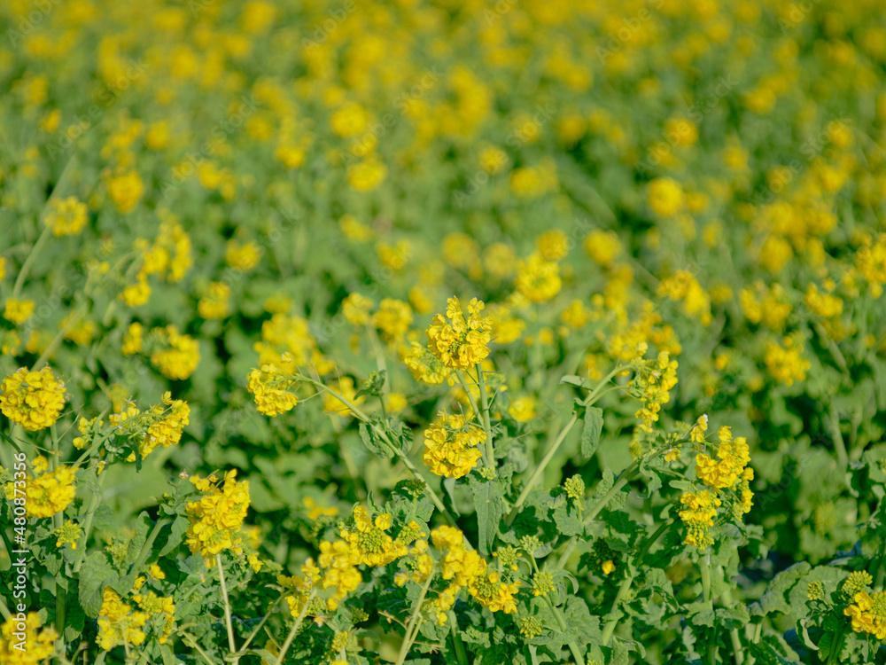 Obraz premium 風景素材 早春の菜の花畑