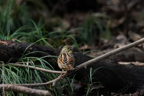 black faced bunting in the forest