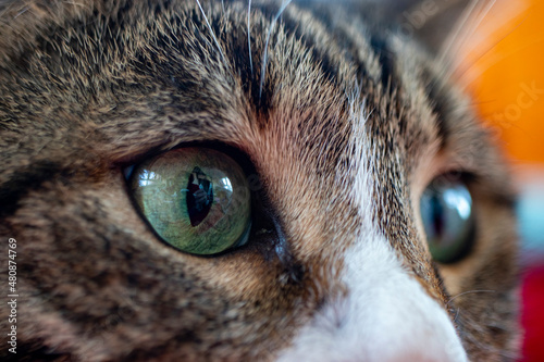 close up of a cat face 