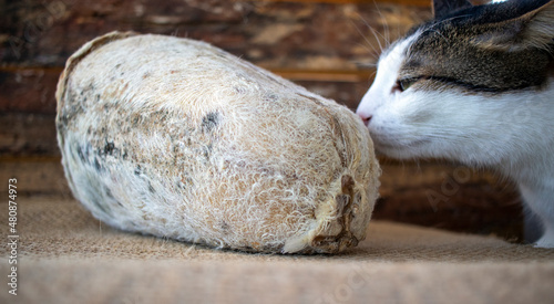 erzincan tulum cheese, cheese stuffed in lambskin. with a cat, smeling the cheese