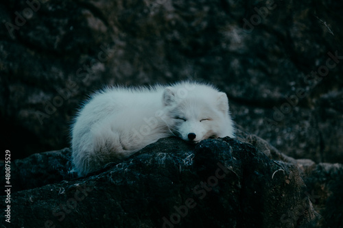 Arctic White Fox laying down sleeping on rock formation horizontal