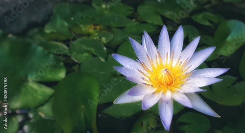 lotus flower with green leaf background