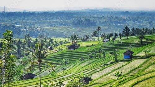rice terraces at jatiluwih, bali