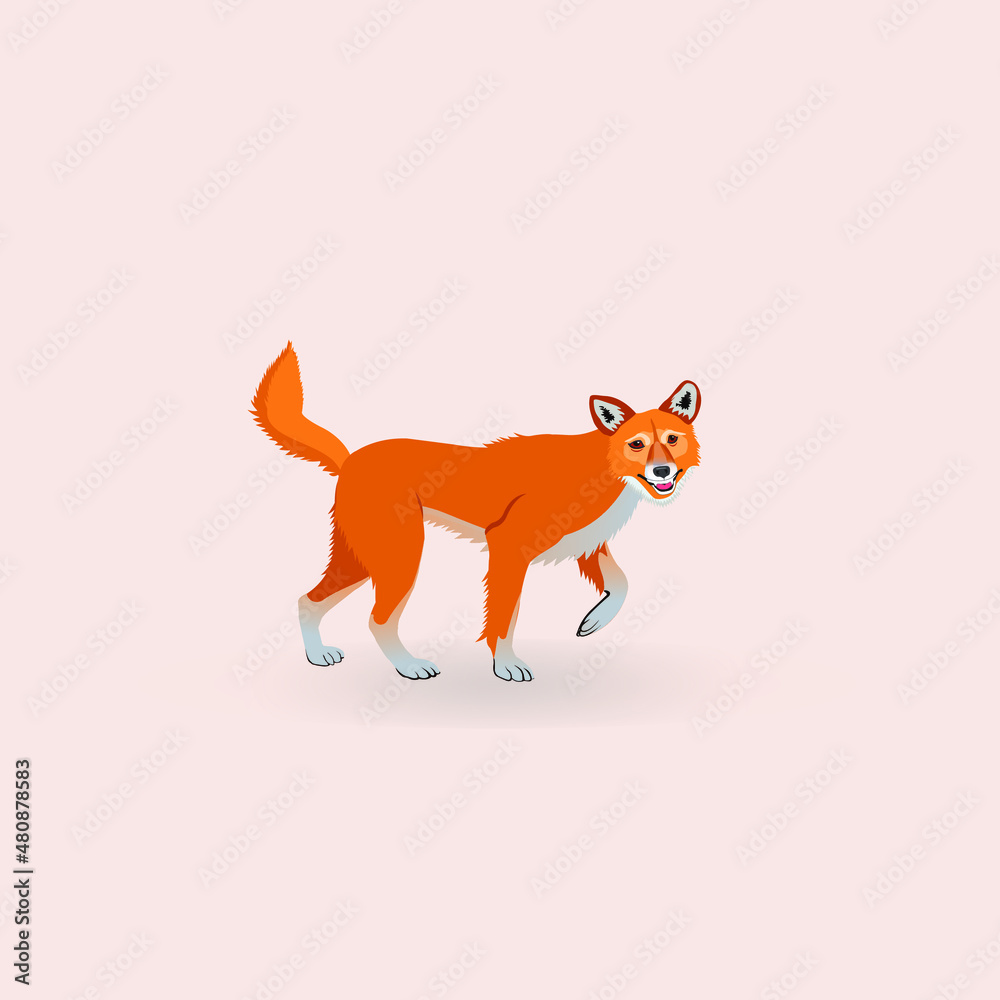Dingo. Australian wild dog.  Red dog