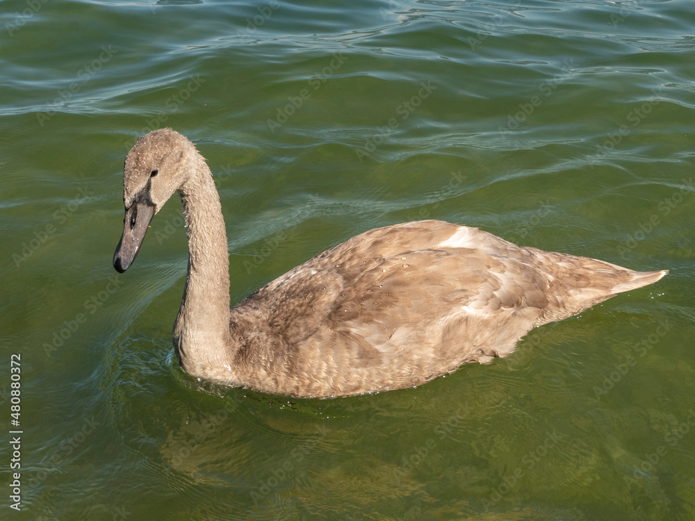 cygne