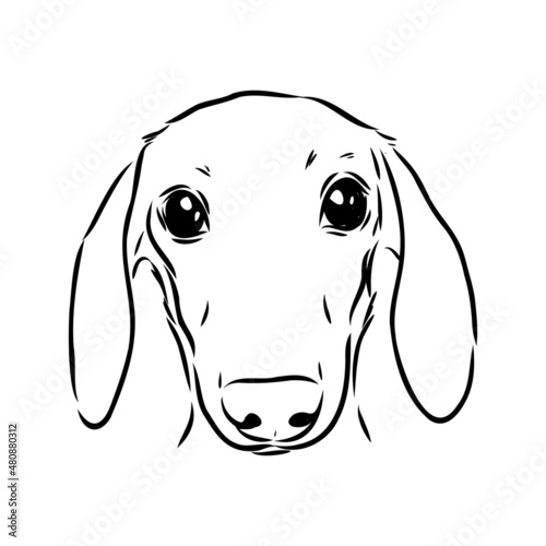 Dachshund Dog. Hand drawn. Vector illustration dachshund dog vector