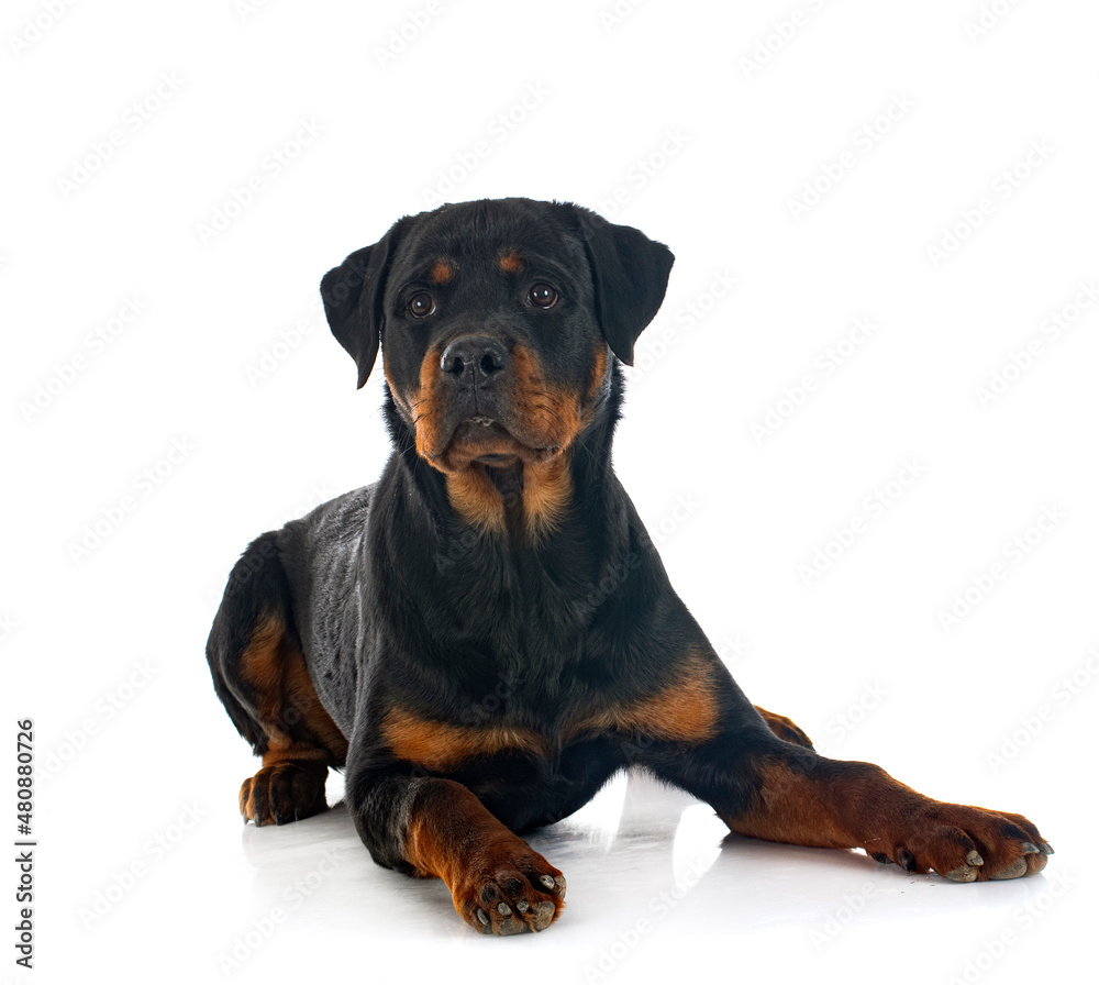 rottweiler in studio