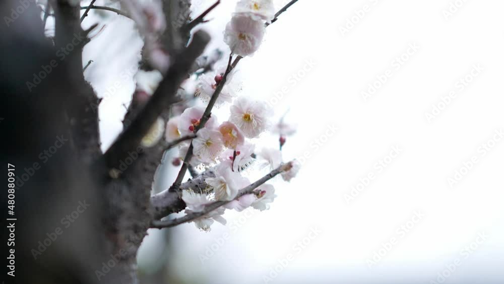 wintersweet with beautiful flowers in heavy snow on terrace wintersweet with beautiful flowers in heavy snow on terrace