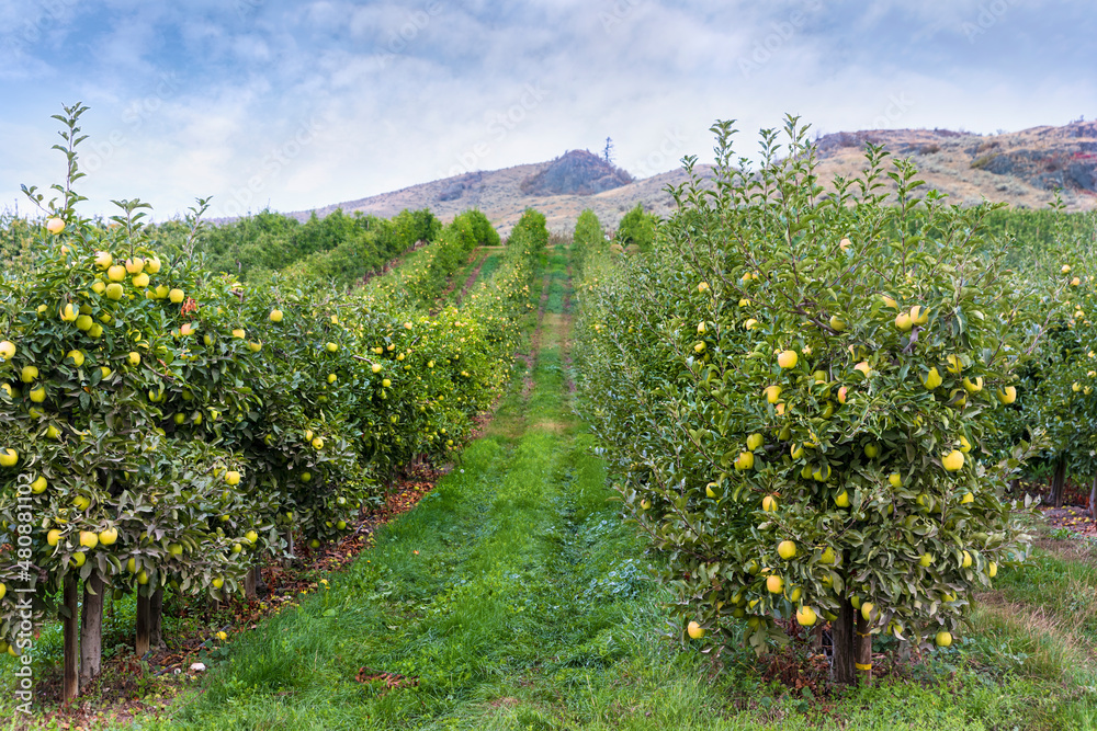 Farm landscape of an apple orchard with green, ripening apples
