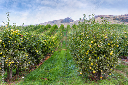 Farm landscape of an apple orchard with green, ripening apples