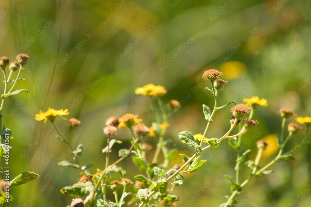 Common fleabane in bloom closeup view with selective focus on foreground Common fleabane in bloom closeup view with selective focus on foreground