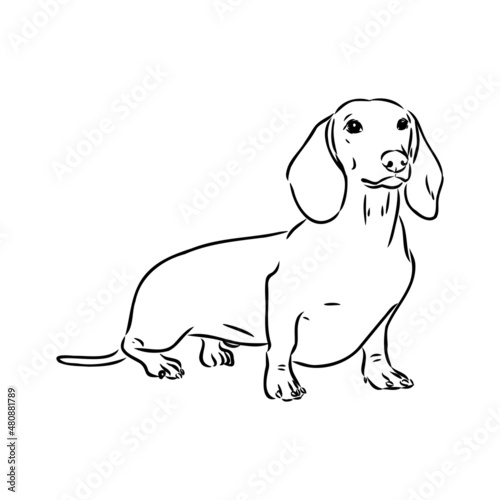 Dachshund Dog. Hand drawn. Vector illustration dachshund dog vector