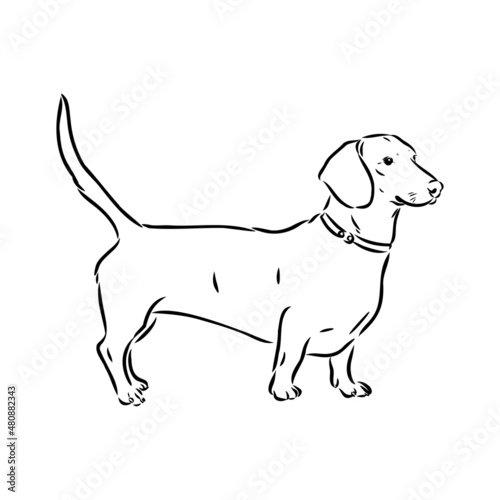 Dachshund Dog. Hand drawn. Vector illustration dachshund dog vector