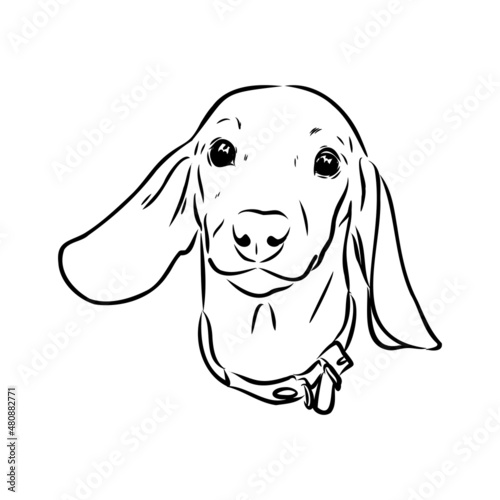 Dachshund Dog. Hand drawn. Vector illustration dachshund dog vector