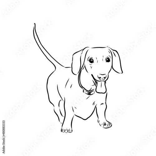 Fototapeta Naklejka Na Ścianę i Meble -  Dachshund Dog. Hand drawn. Vector illustration dachshund dog vector