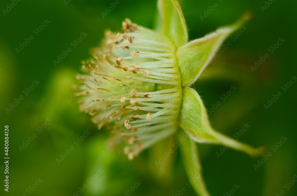 Wild Raspberry blossoms. Wild Raspberry white flowers on a blurry green background. Raspberry flowers close-up. Wild Raspberry blossoms. Wild Raspberry white flowers on a blurry green background. Raspberry flowers close-up.