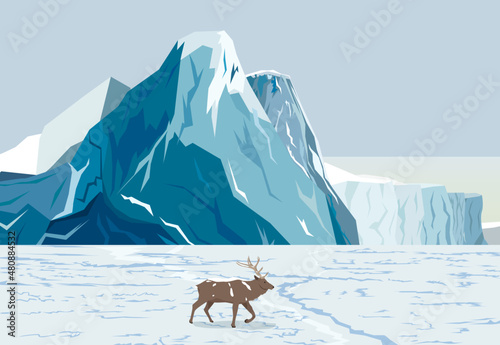 Deer on the glacier