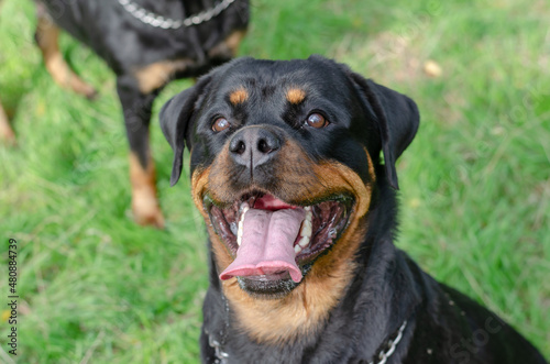 Happy black dogs resting on green grass. Portrait of a female Ro