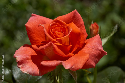 Roses are blooming in the garden of the country house.