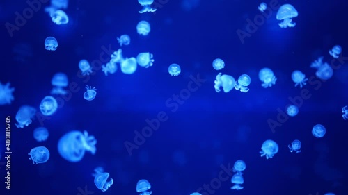 Beautiful jellyfish in the neon light in aquarium, nature background photo