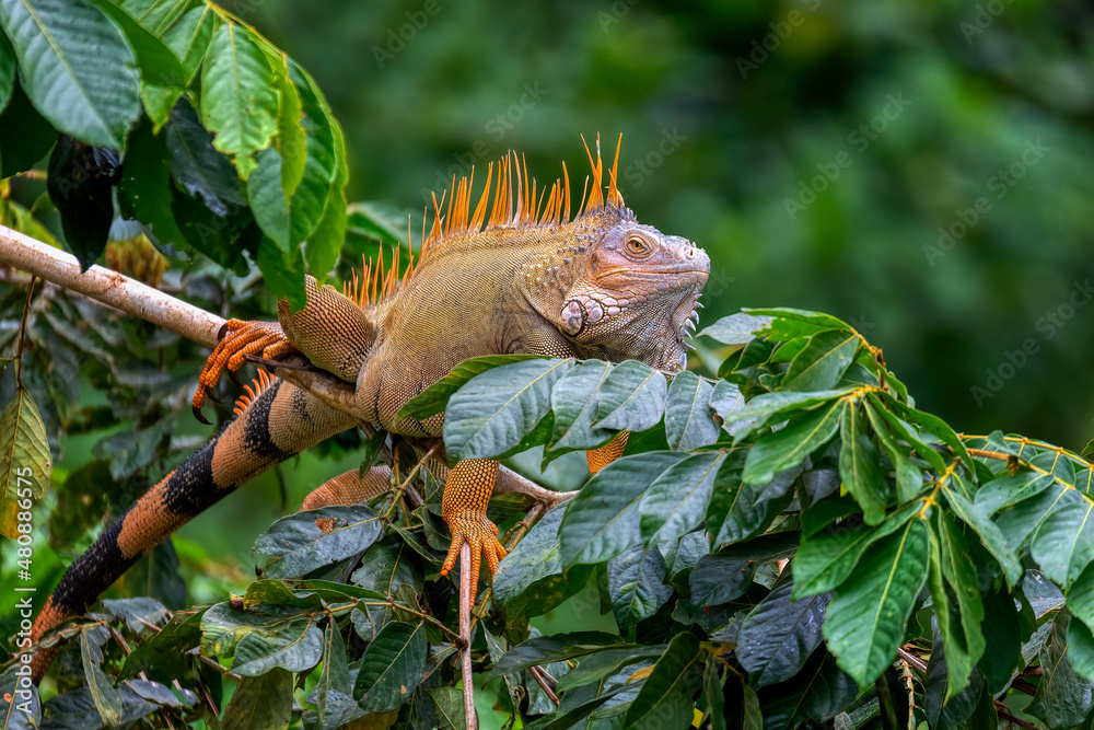 Green iguana (Iguana iguana) on tree in tropical rainforest, Refugio de Vida Silvestre Cano Negro, Costa Rica wildlife. - obrazy, fototapety, plakaty 