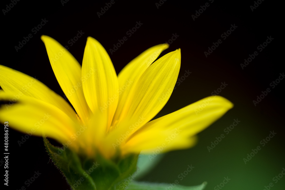 Obraz premium yellow daisy flower petals, close up and soft photo on dark background