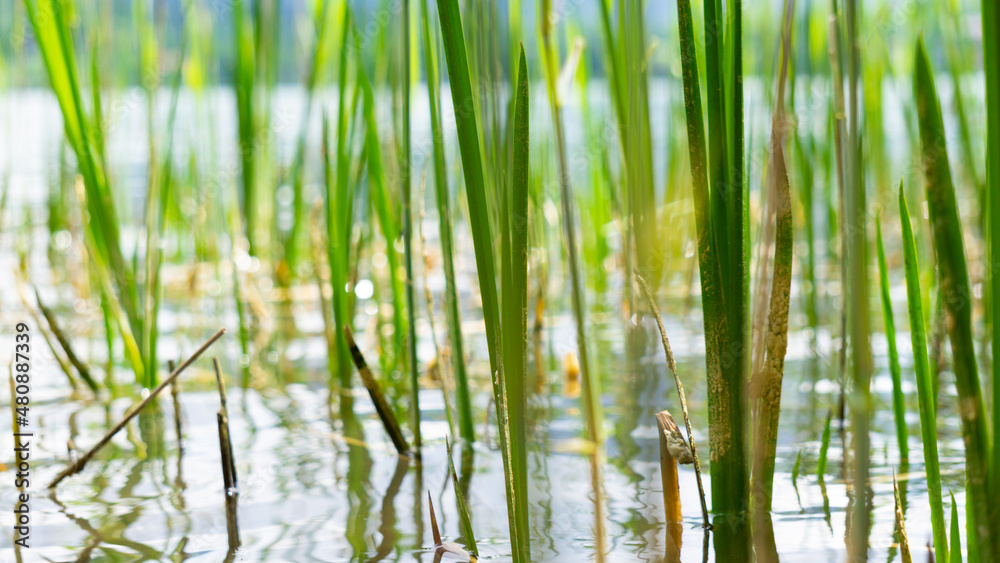 Wassergras an einem bayerischem Seeufer Wassergras an einem bayerischem Seeufer