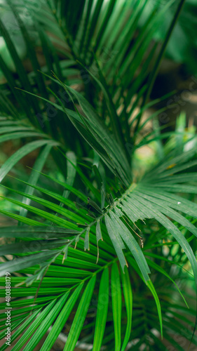palm tree leaves