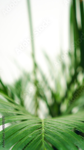 palm leaf with white background