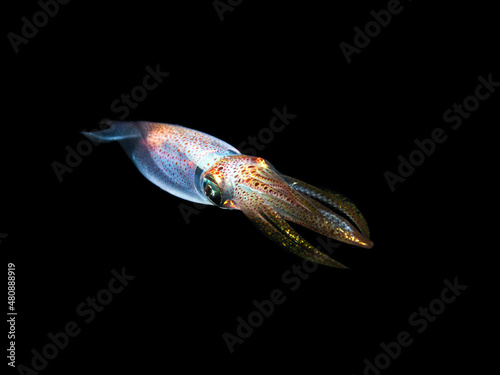 The European common squid, Alloteuthis subulata on black background from Mediterranean sea