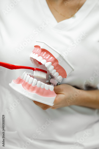 Wallpaper Mural Young woman dentist doctor orthodontist teach brushing teeth properly with toothbrush using tooth model at dental office. Torontodigital.ca