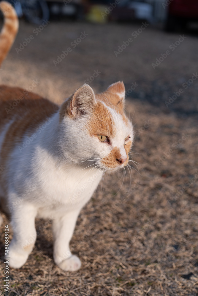 見つめる猫 茶トラ白 見つめる猫 茶トラ白