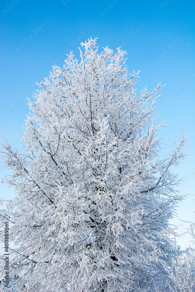 Tree in the snow. Beautiful branches are covered with snow. Winter landscape.