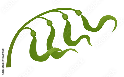 Seaweed plant macrocystis logo icon