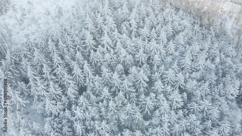Beautiful winter forest, aerial view. Aerial view of snowy pine trees in mountains. Natural landscape Beautiful winter forest, aerial view. Aerial view of snowy pine trees in mountains. Natural landscape