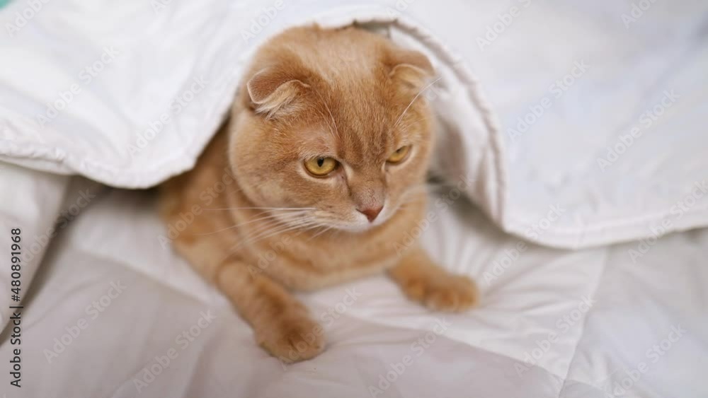 Cute ginger cat lying on a soft blanket in bed, cat sleeping, cozy home and relax concept, morning bedtime. Cute ginger cat lying on a soft blanket in bed, cat sleeping, cozy home and relax concept, morning bedtime.