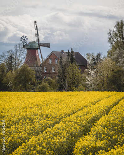 Germany, Hamburg, Oilseed rape field in spring with traditional windmill in background photo