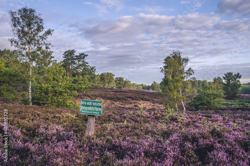 Germany, Hamburg, Heather blooming in Fischbeker Heide nature reserve at dusk photo
