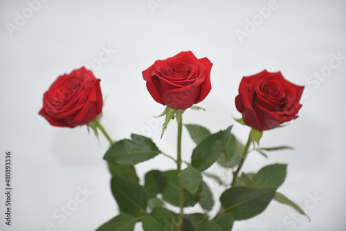 three roses