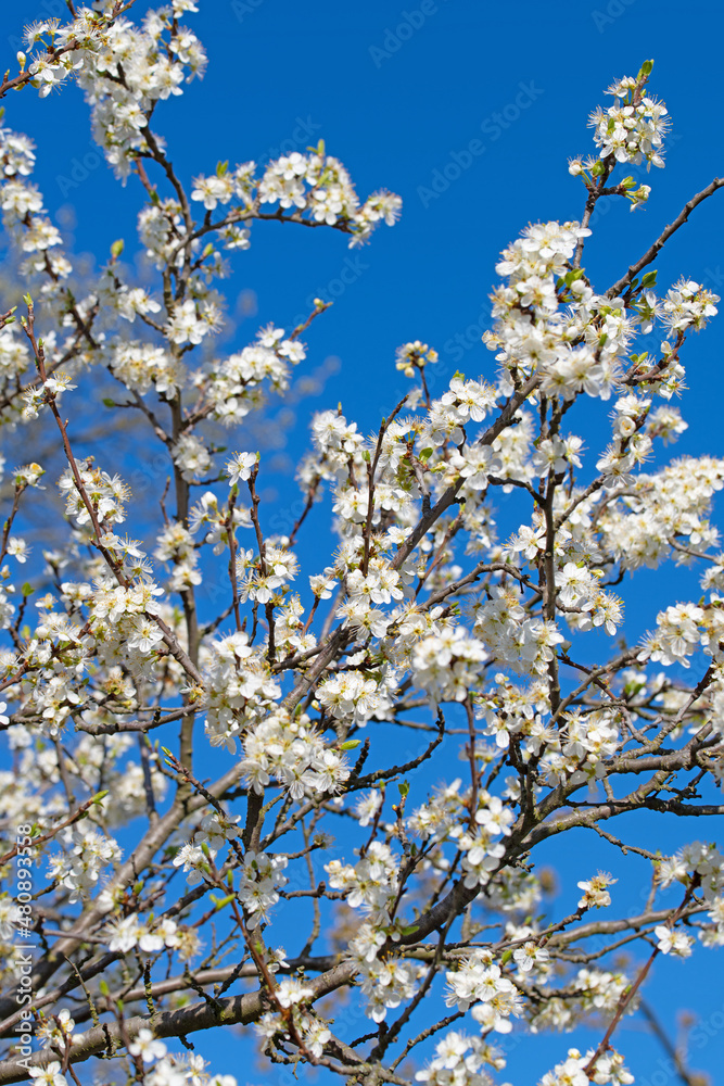 Blühende Pflaumen, Prunus, im Frühling