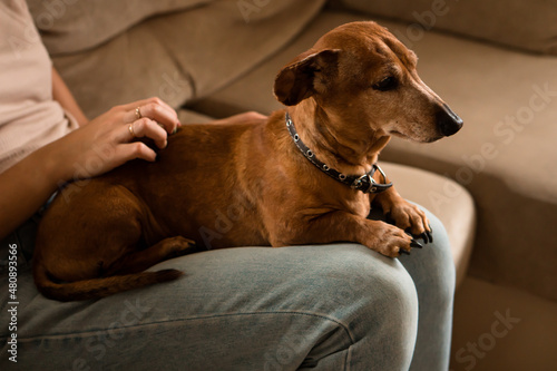 Elderly dachshund sitting on knee of owner