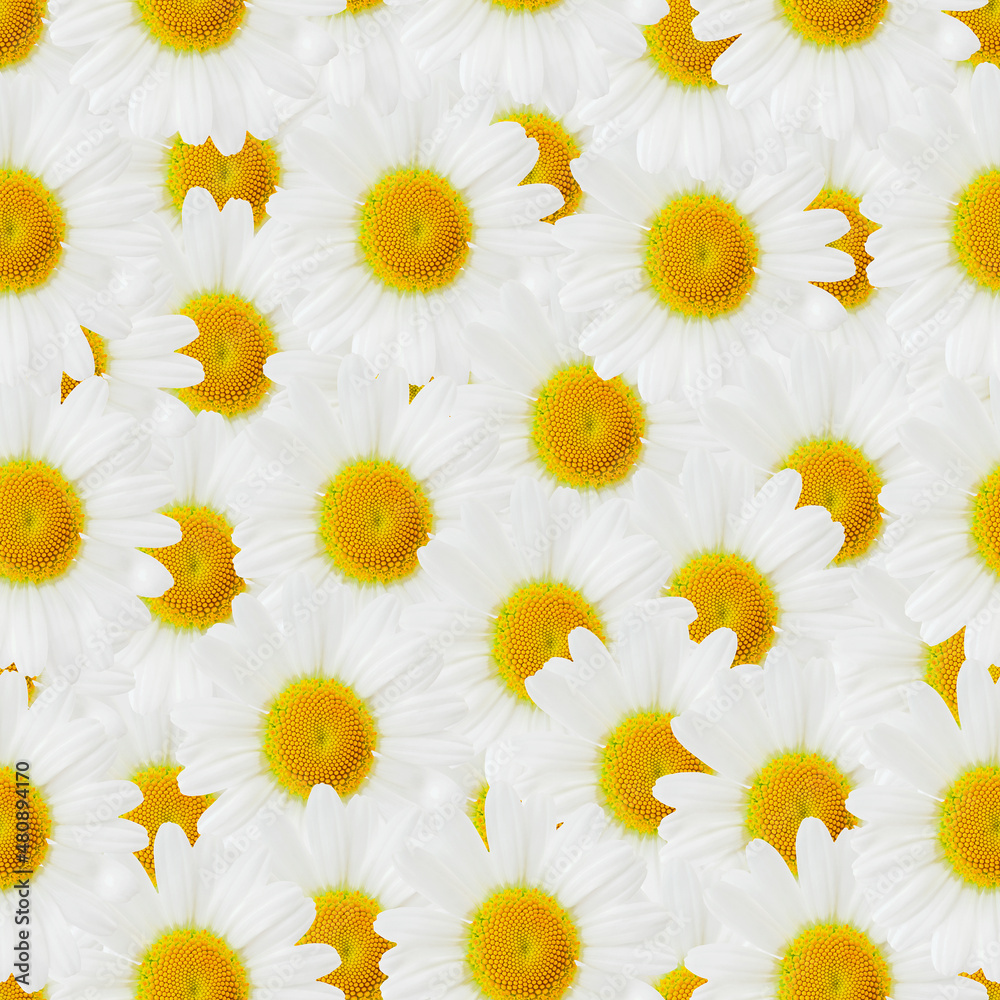 daisies seamless pattern, background with daisies