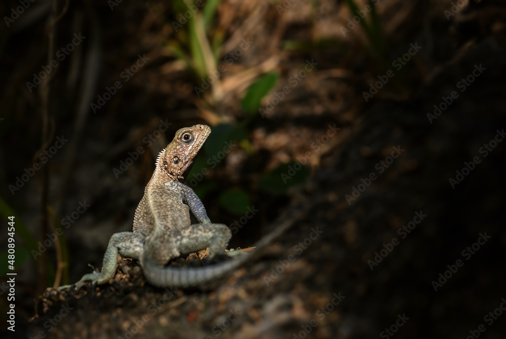 Obraz premium Red-headed Rock Agama - Agama agama, beautiful colored lizard from African gardens and woodlands, Entebbe, Uganda.