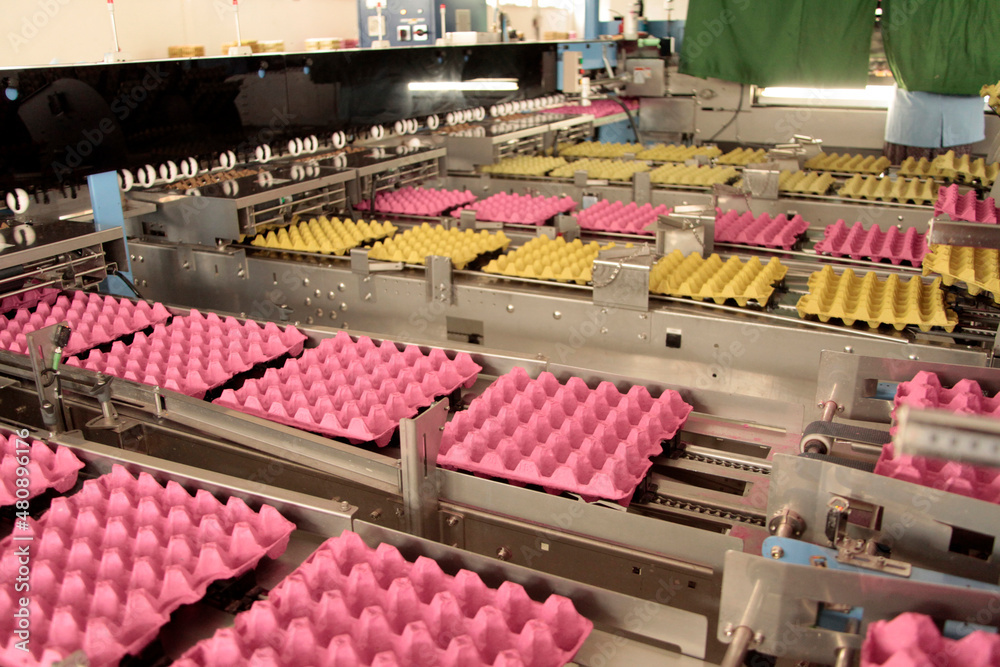   Egg cartons on the production line