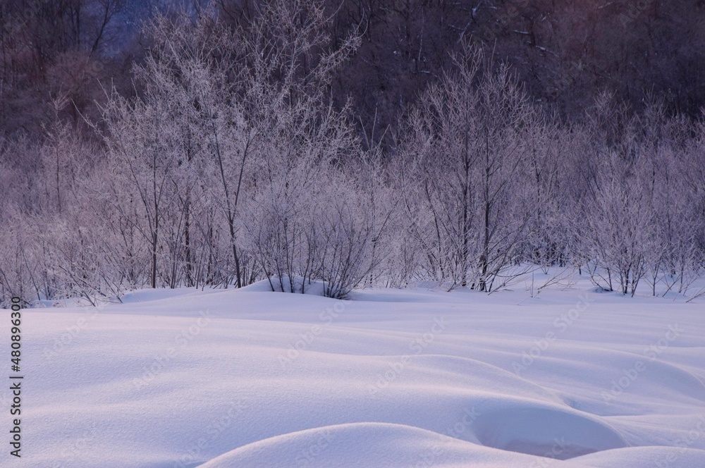 Obraz premium 雪国の朝 冬の朝の光景