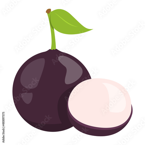 Jabuticaba tropical fruit vector isolated. Exotic berry, juicy product. Sweet raw dessert jaboticaba, slice of a berry, fresh pulp.