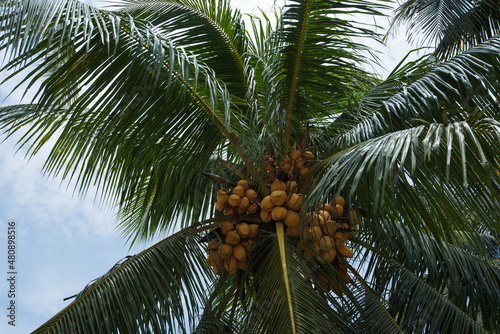 A group of fresh green yellowish coconut hanging on the tree.