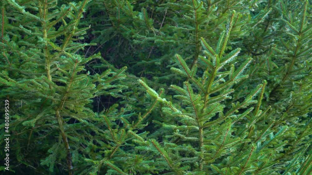 Bright green fir tree branches. Close up. Christmas spruce in forest Bright green fir tree branches. Close up. Christmas spruce in forest